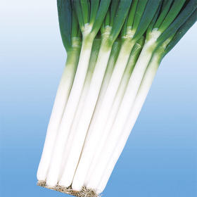 [专业种子] “惠和一号”大葱种子