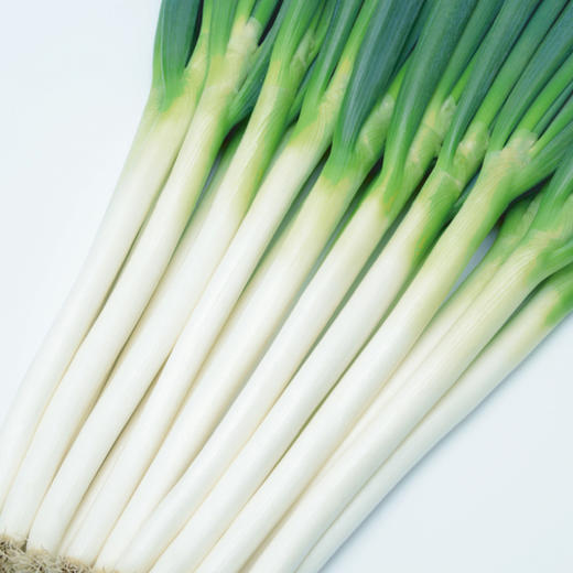 [专业种子] “惠和八号”大葱种子 商品图0