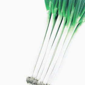 [专业种子] “卡宴”大葱种子