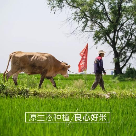 【疫情管控地区停发】米妹妹鲜香贡米2.5kg/5kg 商品图2