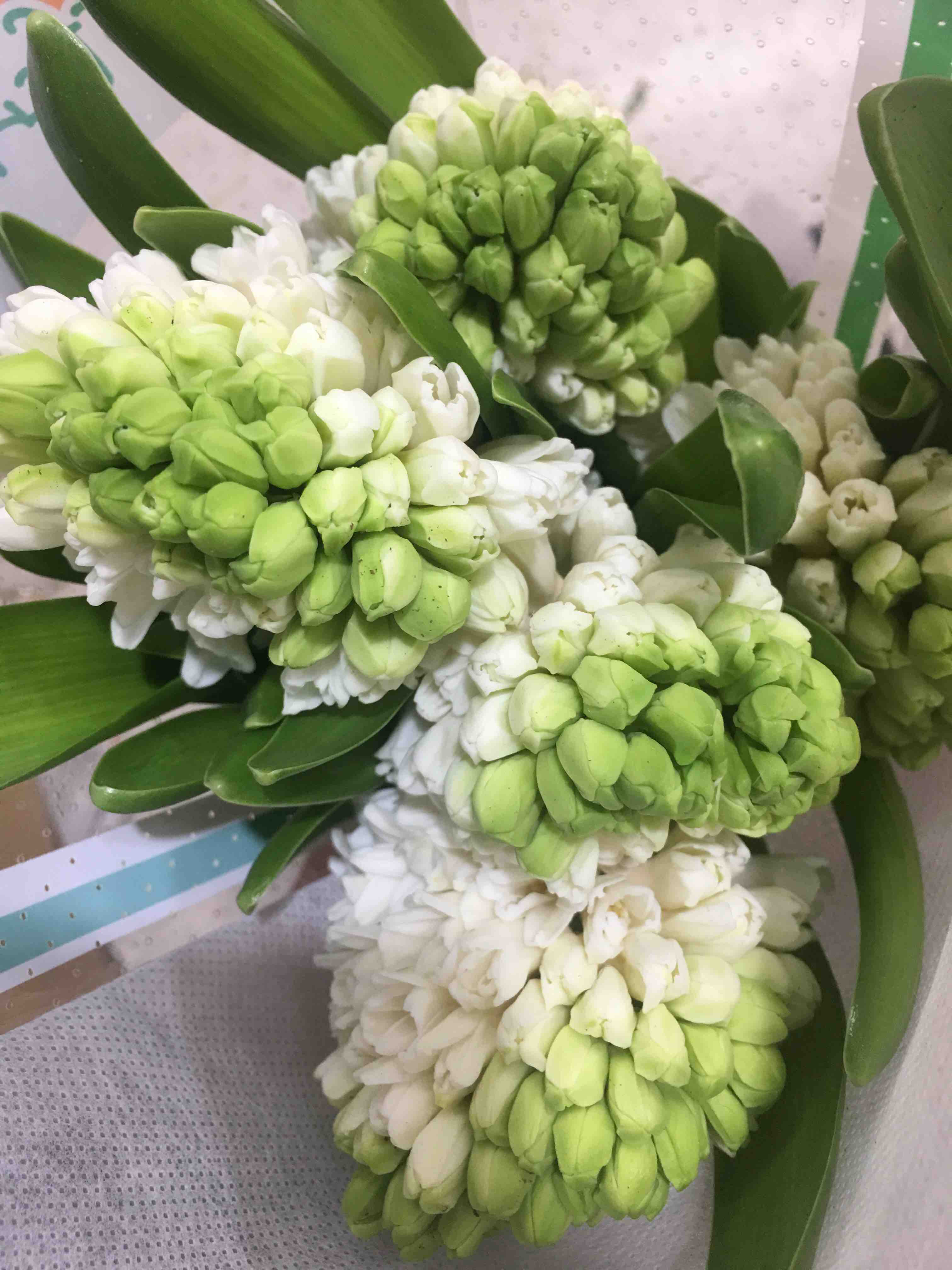 配花-风信子-白色