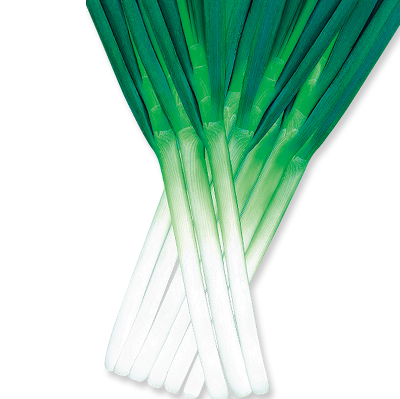 [专业种子] “益夏”大葱种子