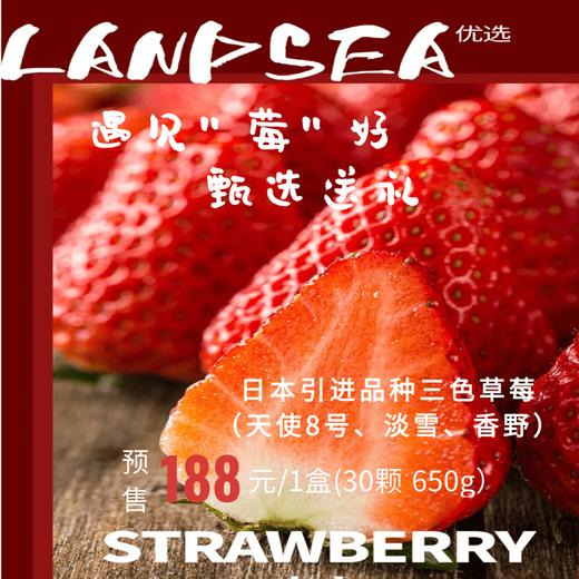 【预售5折，精选三色草莓礼盒】日本引进品种（天使8号、淡雪、香野） 商品图0