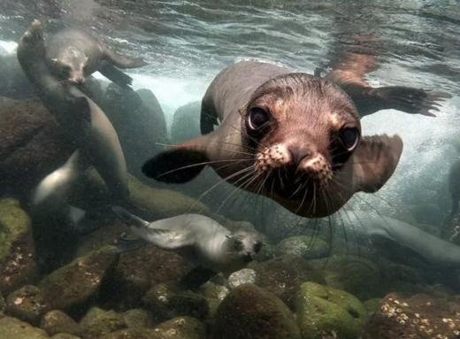 【夜宿】海洋馆奇妙夜｜鱼我共眠·夜宿海洋馆 商品图7