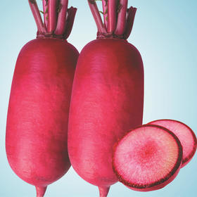 [庭院种子] 红色水果萝卜种子 "红玉堂"