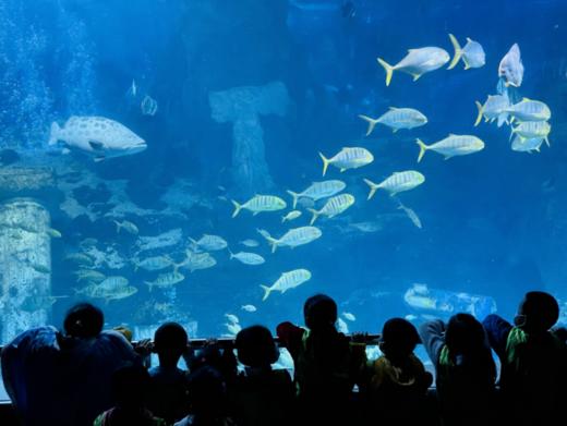 【夜宿】海洋馆奇妙夜｜鱼我共眠·夜宿海洋馆 商品图4