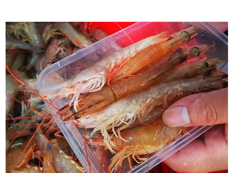 深海野生麻虾肉质鲜甜q弹时价90元斤活体速冻全国速邮数量有限