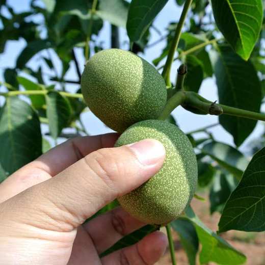 秦岭 薄皮核桃 1kg 礼袋装 包邮