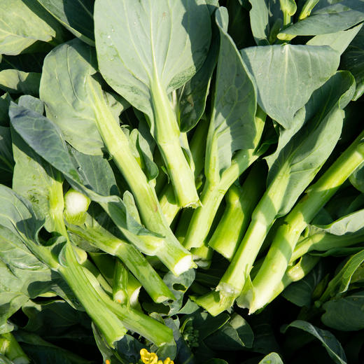 青菜心（大） 商品图4