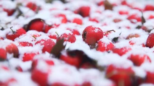 【买2瓶送1瓶】陈皮桑葚山楂条；新会八年陈皮；太行山的山楂果；黄河古道夏津桑葚 商品图3