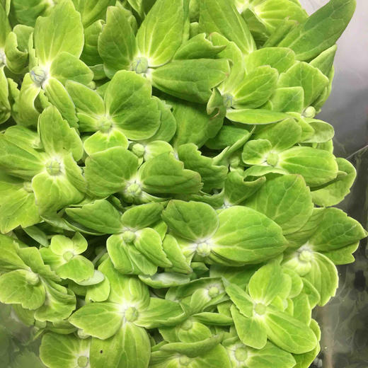 配花-绣球-绿色-1枝/扎（进口品种） 商品图1