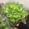 配花-绣球-绿色-1枝/扎（进口品种） 商品缩略图0