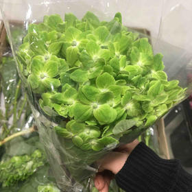 配花-绣球-绿色-1枝/扎（进口品种）