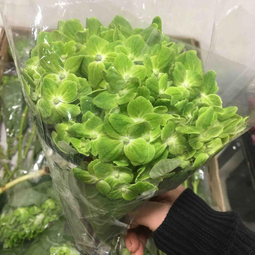 配花-绣球-绿色-1枝/扎（进口品种） 商品图0