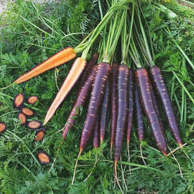 [专业种子] “紫美”胡萝卜种子