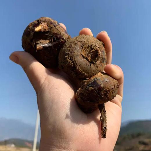 广西【荔浦水果马蹄】脆甜多汁 个大饱满 皮薄肉嫩 新鲜直发！【顺丰发货】 商品图3