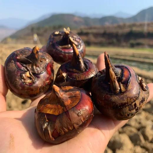 广西【荔浦水果马蹄】脆甜多汁 个大饱满 皮薄肉嫩 新鲜直发！【顺丰发货】 商品图2