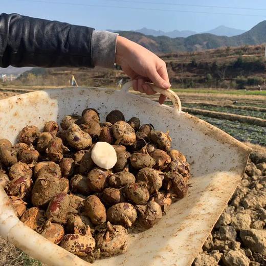 广西【荔浦水果马蹄】脆甜多汁 个大饱满 皮薄肉嫩 新鲜直发！【顺丰发货】 商品图4