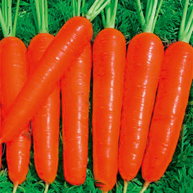 [专业种子] “纳爱斯”胡萝卜种子