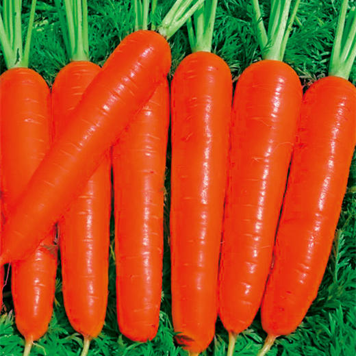 [专业种子] “纳爱斯”胡萝卜种子 商品图0