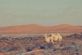 阿拉善右旗骆驼奶-寻找中国地理标志产品