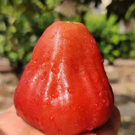 有机牛奶莲雾 商品图2