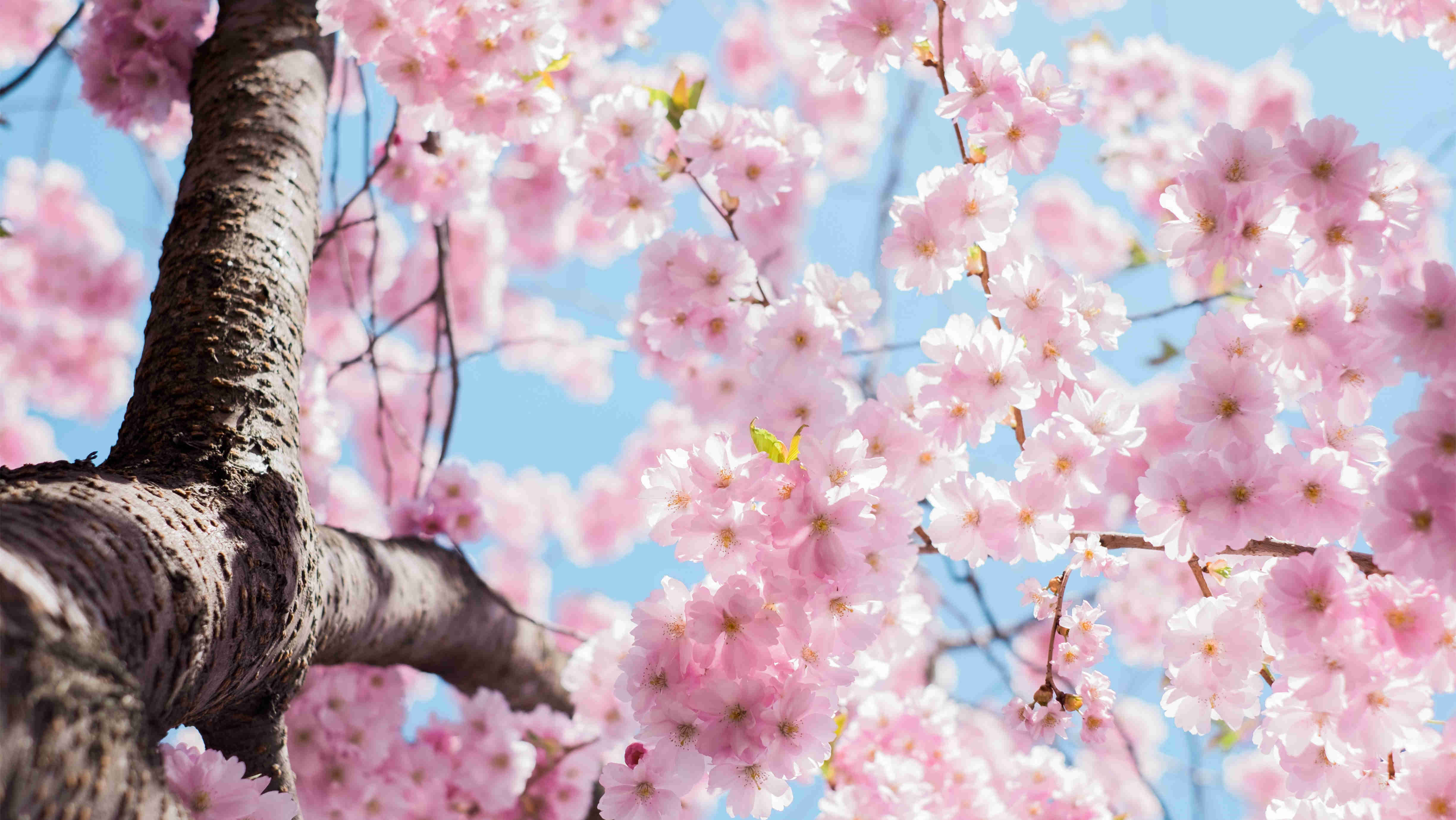 3月份这些热点节日怎么营销？免费的专家建议送给你！