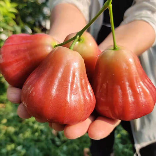 有机牛奶莲雾 商品图3