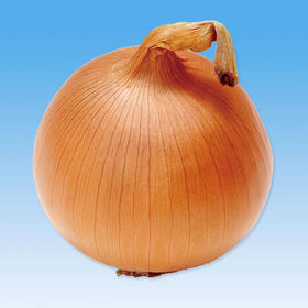 [专业种子] “丰秀丸”洋葱种子 （四川适用）