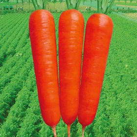 [庭院种子] 水果胡萝卜种子 "红都107"