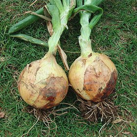 [专业种子] “金福303”洋葱种子