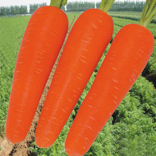 [专业种子] “红都238”胡萝卜种子 商品图0