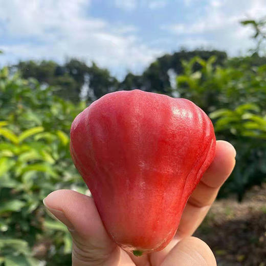 有机牛奶莲雾 商品图1