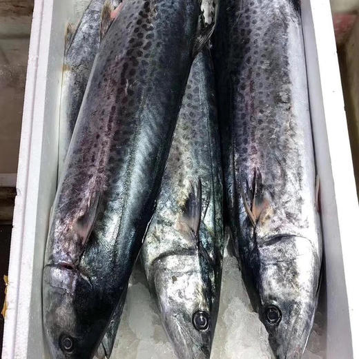 【下单后48小时发货】胶东鲅鱼馅 400g/盒*3盒 商品图13