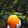 奉节脐橙10斤 果径65以上 商品缩略图4