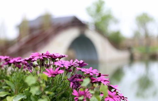 春节不打烊，桐鲜生有机种植草莓等你来采摘 商品图9