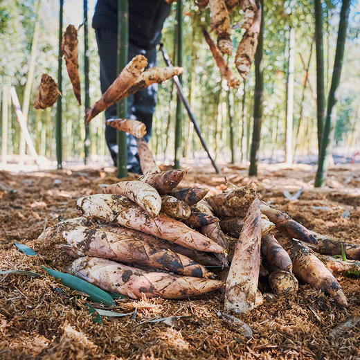 临安天目山春笋～～来自舌尖2时令拍摄地---临安九狮村/顺丰/京东随机 商品图1