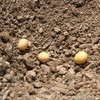 「黄豆」 农家自然种植  非转基因  豆香浓郁   煮粥打豆浆都适宜 商品缩略图3