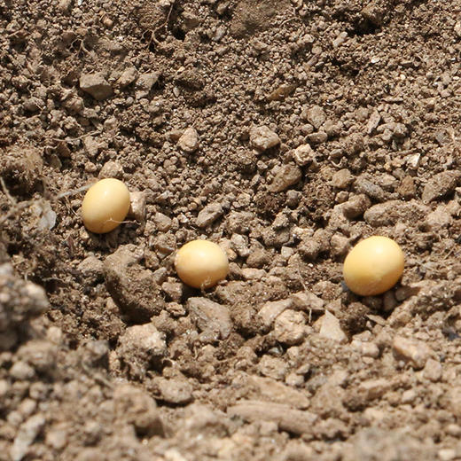 「黄豆」 农家自然种植  非转基因  豆香浓郁   煮粥打豆浆都适宜 商品图3
