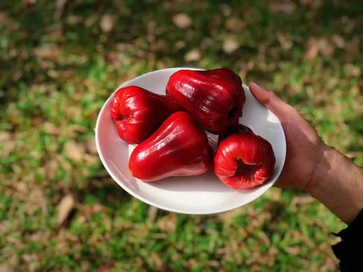 【顺丰包邮】种植海南黑金刚莲雾，品质上乘，水润多汁，清甜可口基地直邮 商品图0