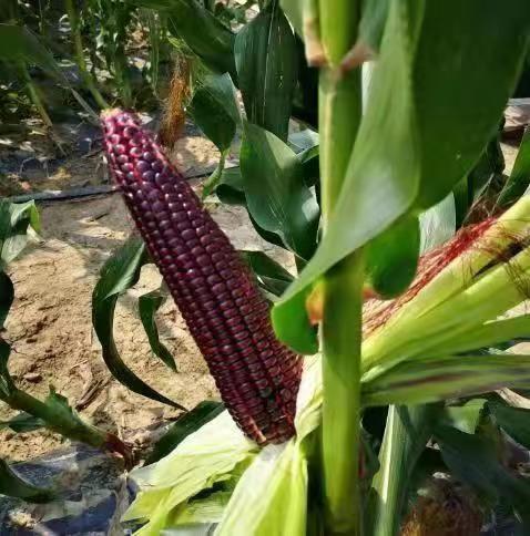 农科院黑玉米 商品图4