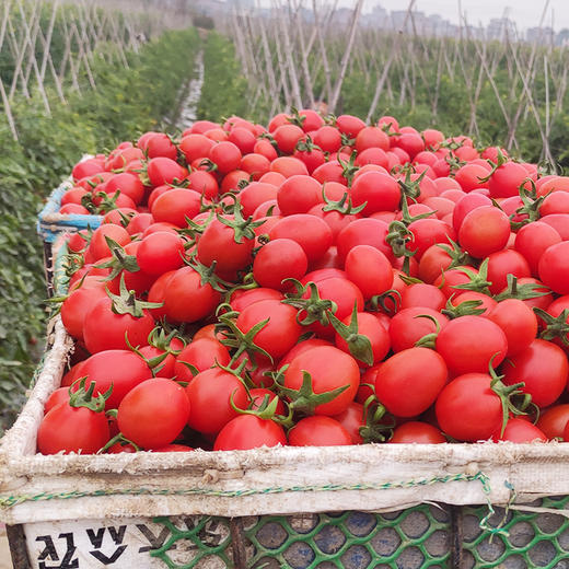 圣女果千禧小番茄5斤新鲜水果当季时令小柿子整箱蔬菜西红柿包邮