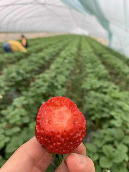 春节不打烊，桐鲜生有机种植草莓等你来采摘 商品图3