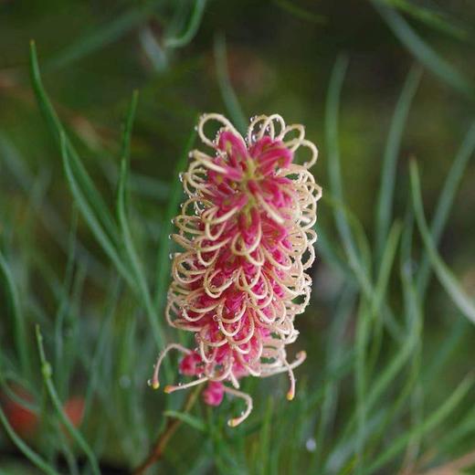 “杨月季”品牌～银桦花（双色） 商品图1