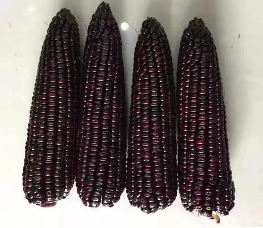 农科院黑玉米 商品图3