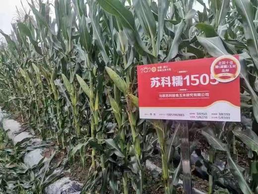 农科院黑玉米 商品图5