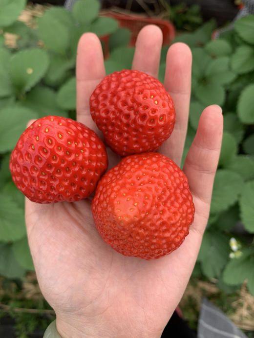 春节不打烊，桐鲜生有机种植草莓等你来采摘 商品图2