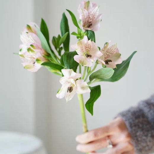 海盛六出花-浅粉色-10支/扎 商品图1