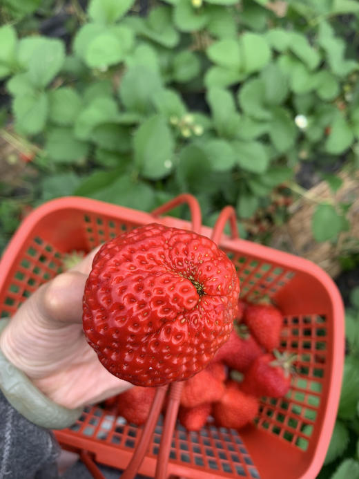春节不打烊，桐鲜生有机种植草莓等你来采摘 商品图4