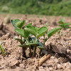 「绿芯黑豆」自然种植   农家自产  丰富宝宝膳食的五谷杂粮 商品缩略图4